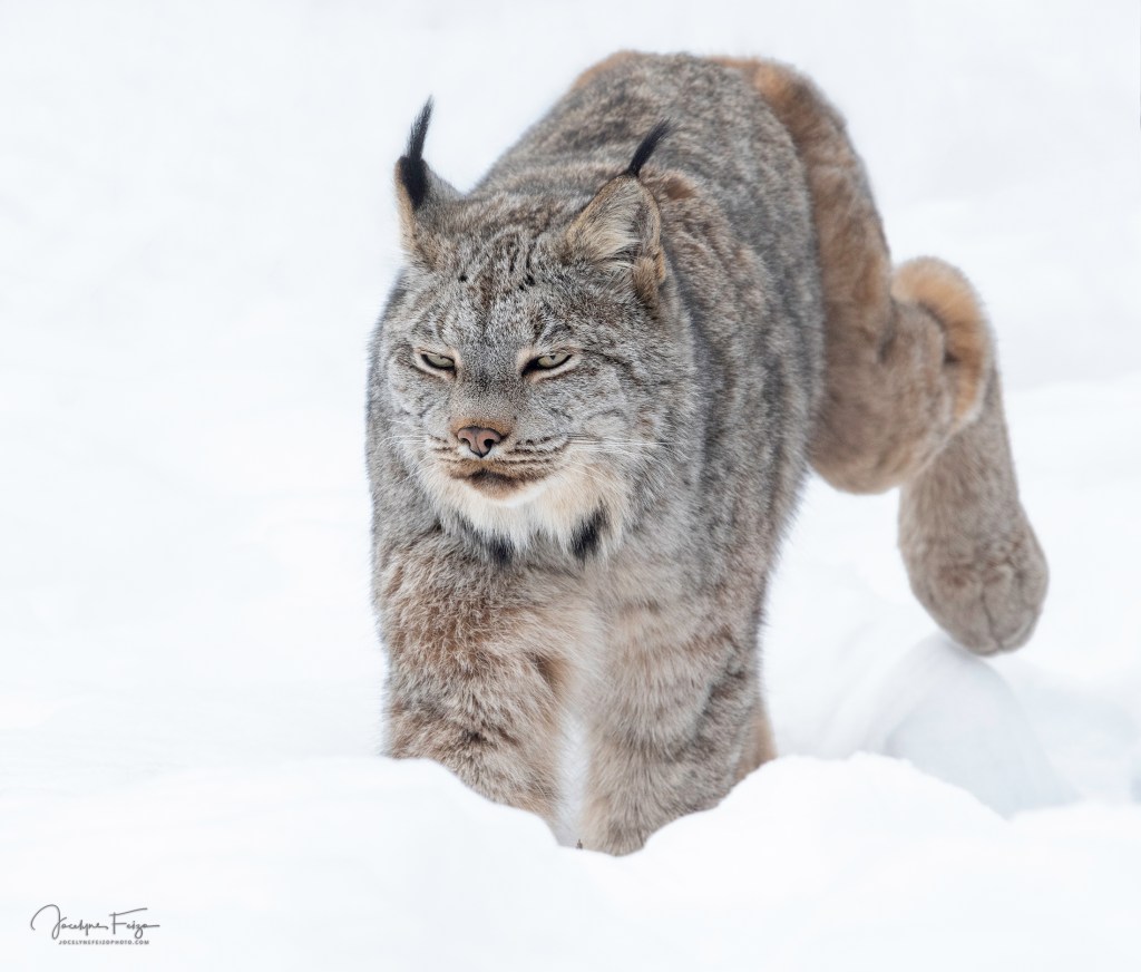 Lynx du Canada
