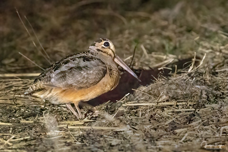 Bécasse d'Amérique