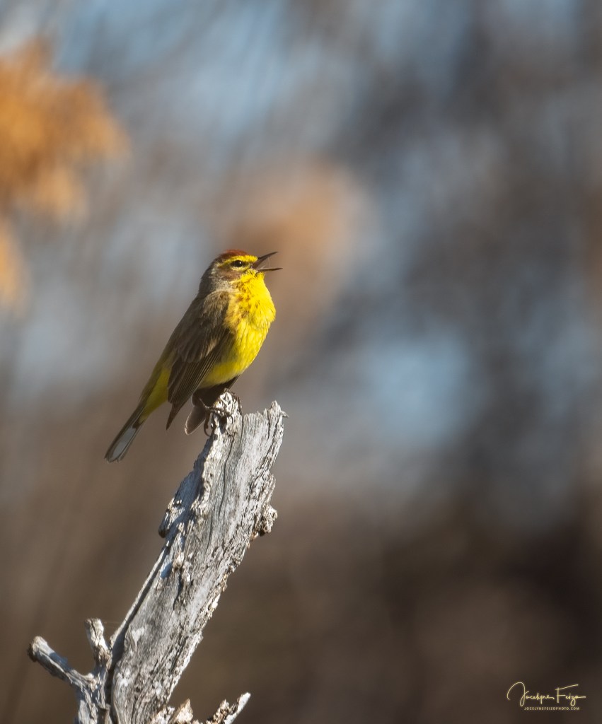 Paruline à couronne rousse