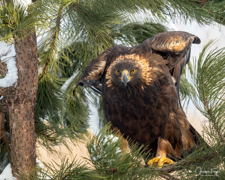 Jimmy l’aigle royal