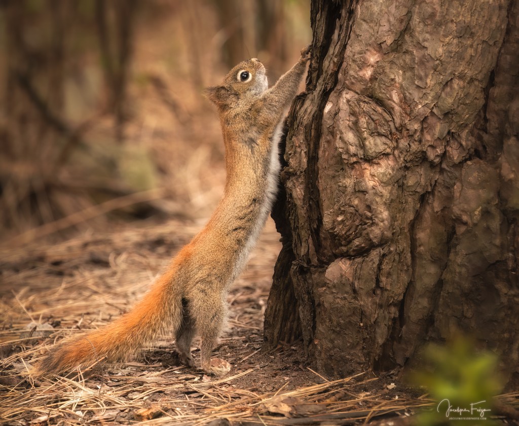 Ti-Roux fait son yoga