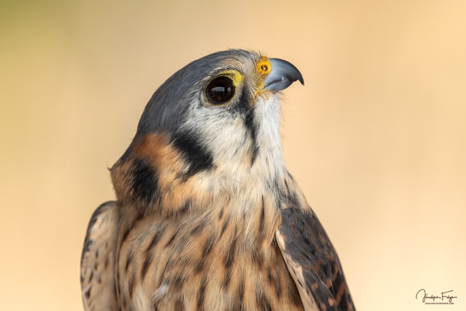 Crécerelle d'Amérique