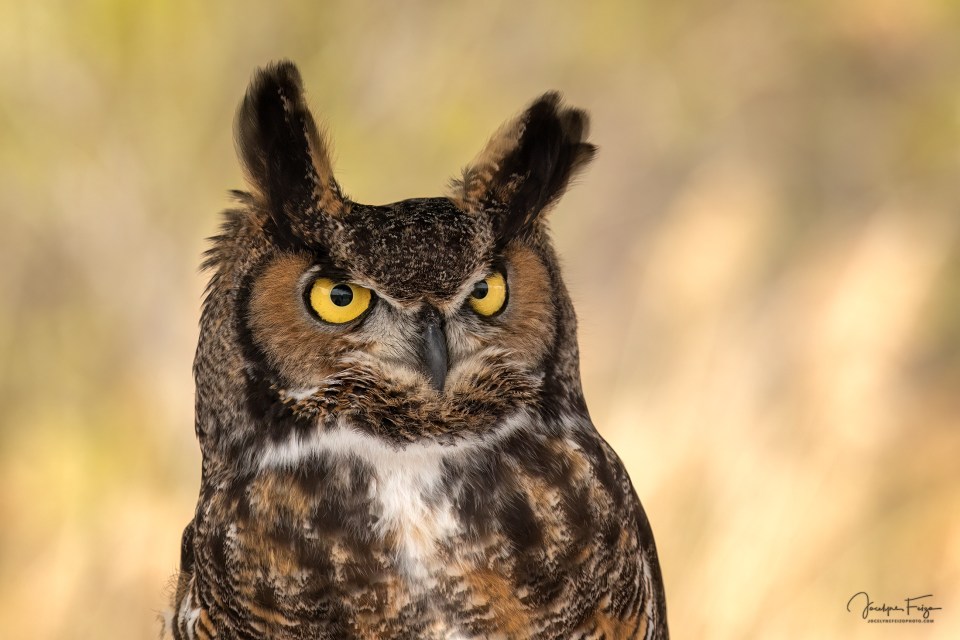 Grand-duc d'Amérique