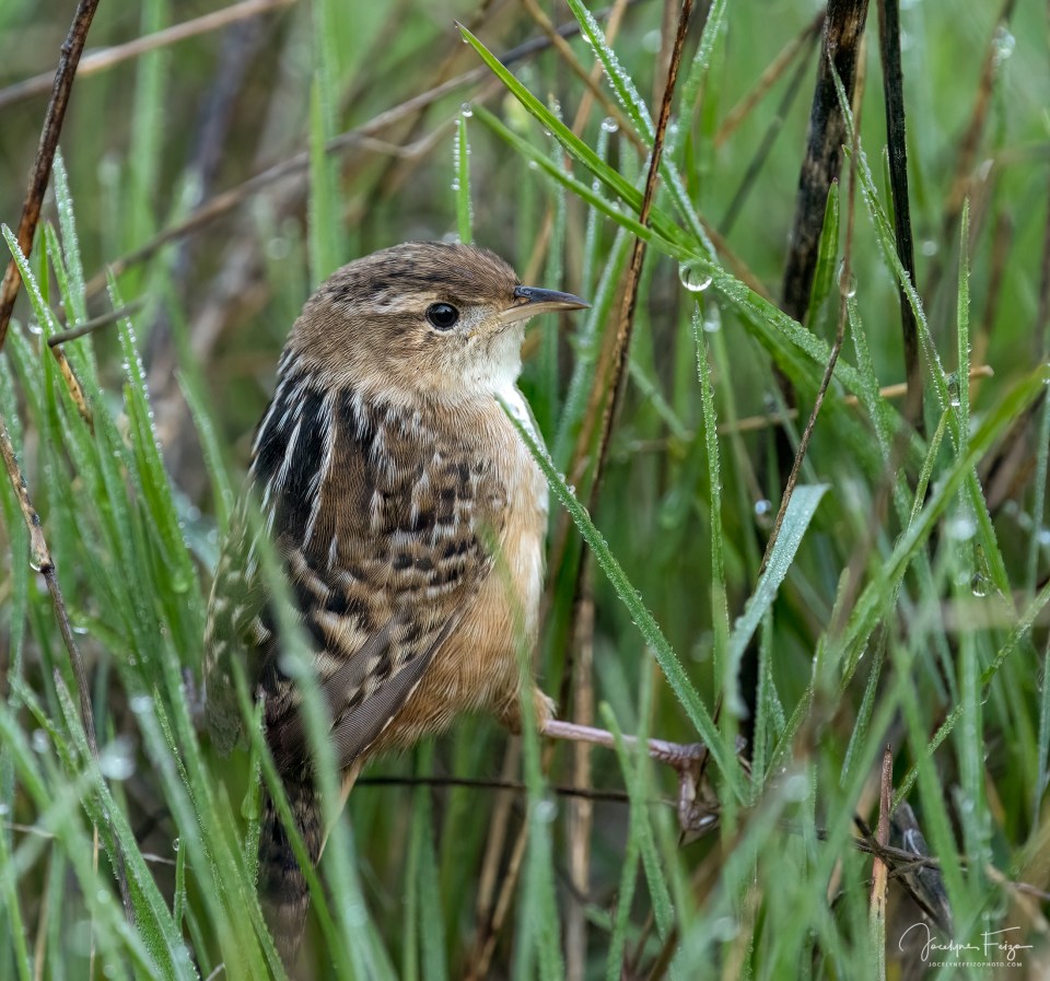 Troglodyte à bec court