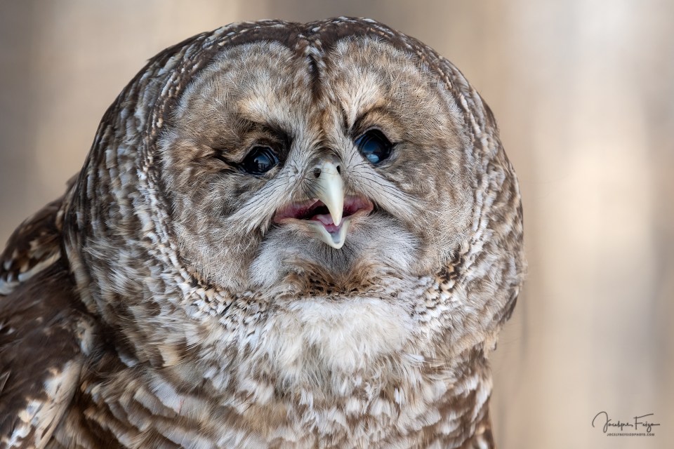 Chouette rayée