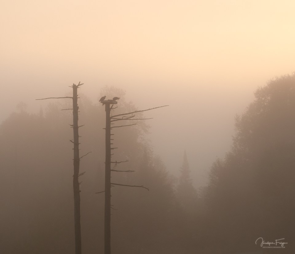 Balbuzards pêcheurs
