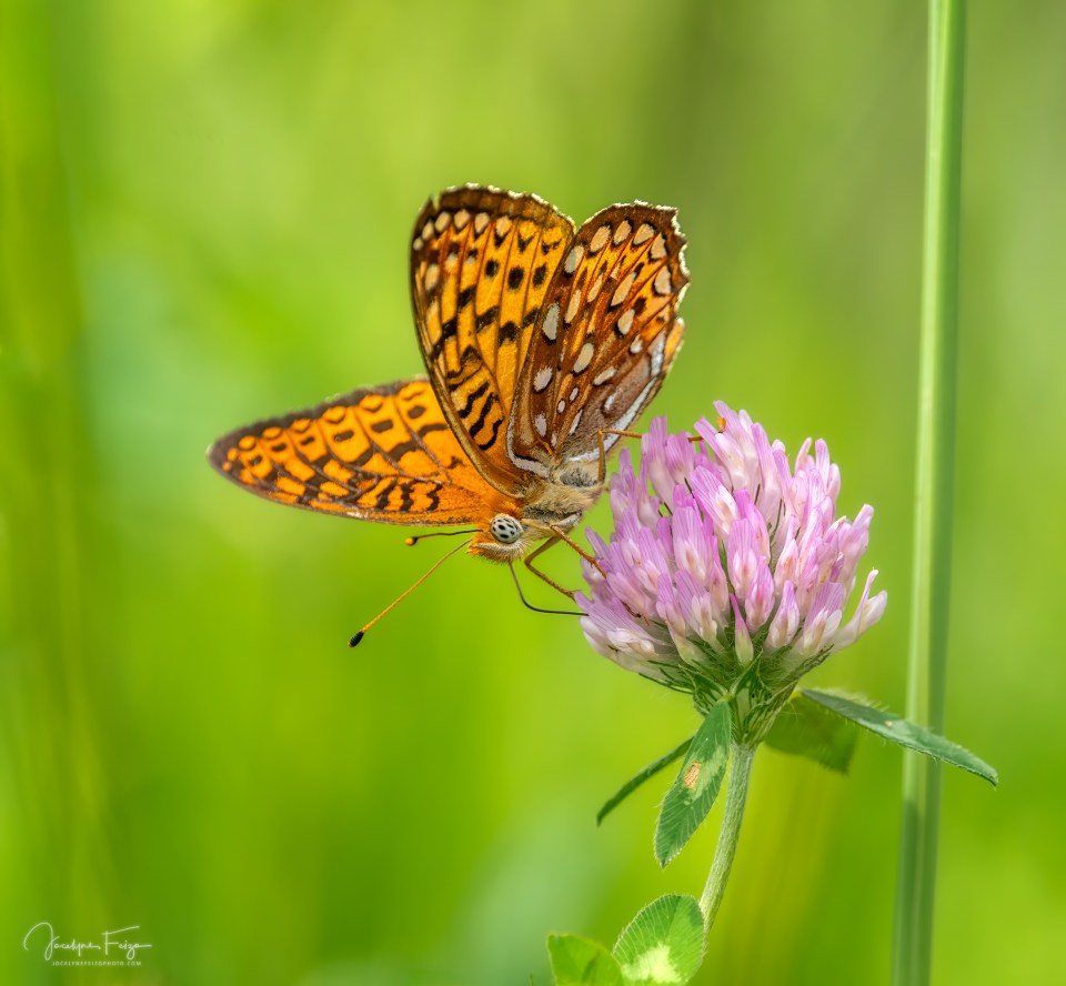 Argynne de l'atlantique