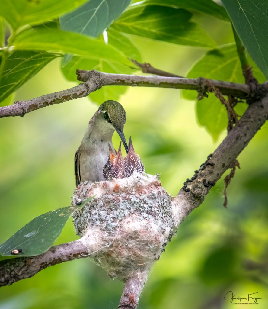 Colibris à gorge rubis