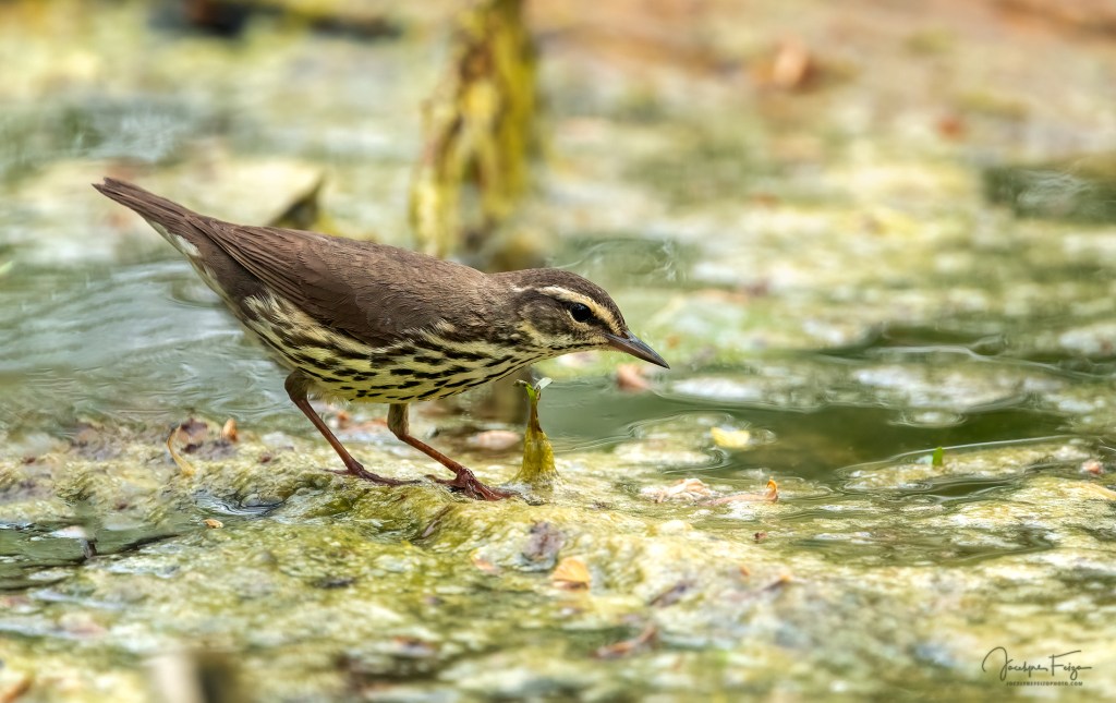 Paruline des ruisseaux