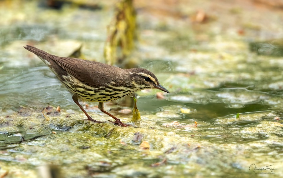 Paruline des ruisseaux