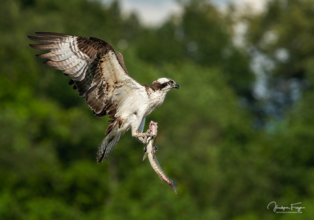 Balbuzard pêcheur
