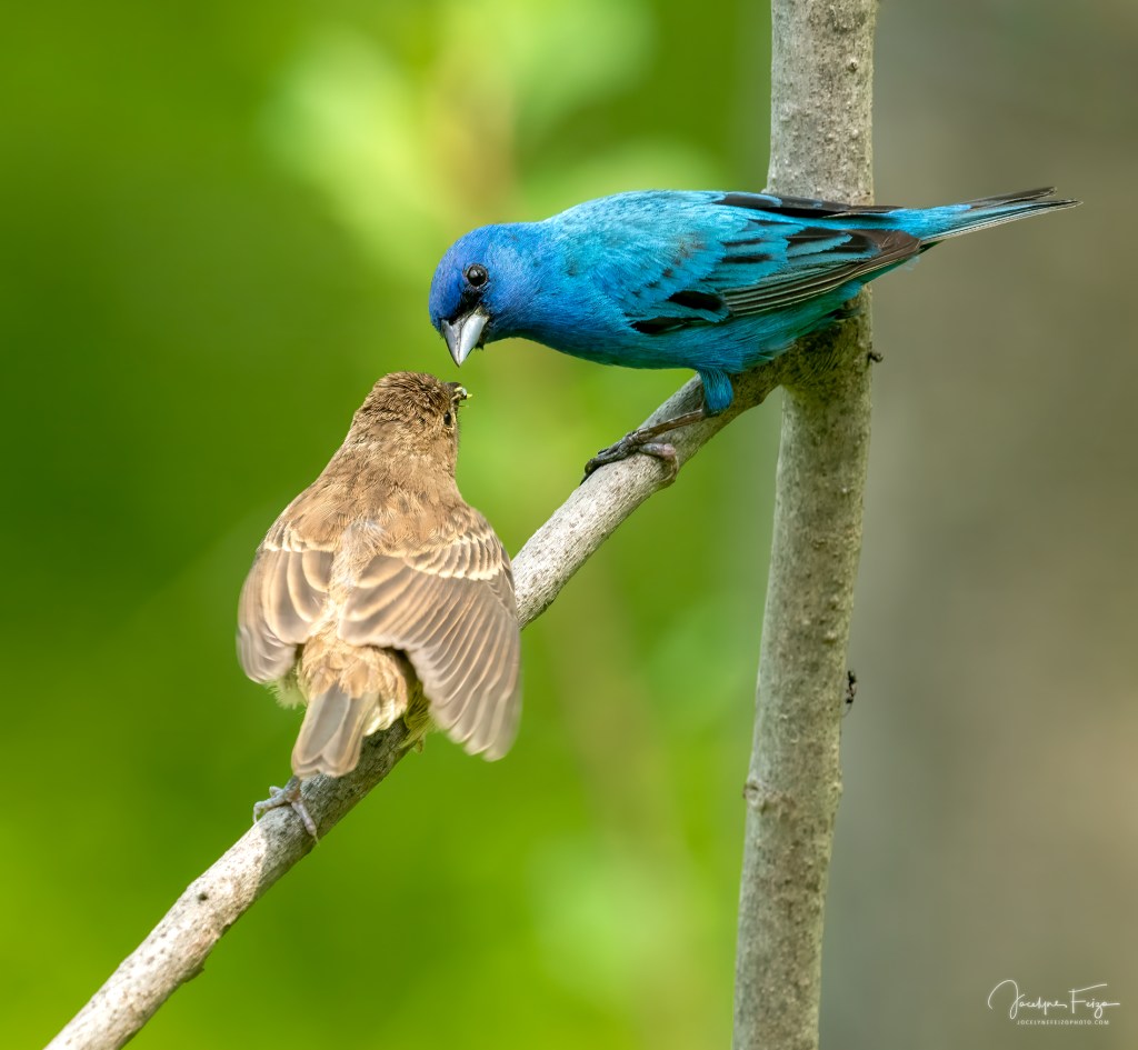 Passerin indigo