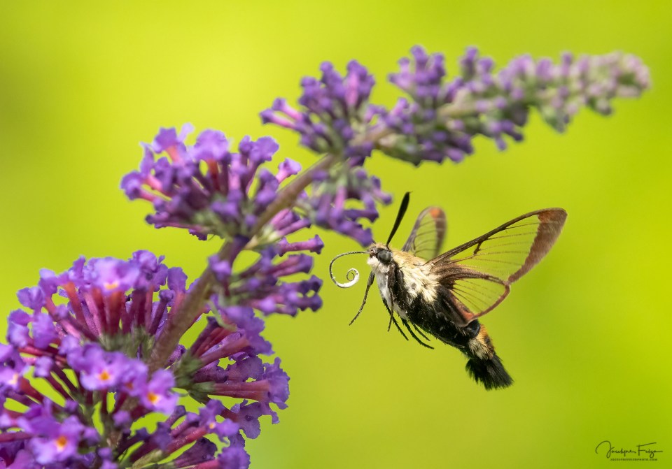 Sphinx du chèvrefeuille