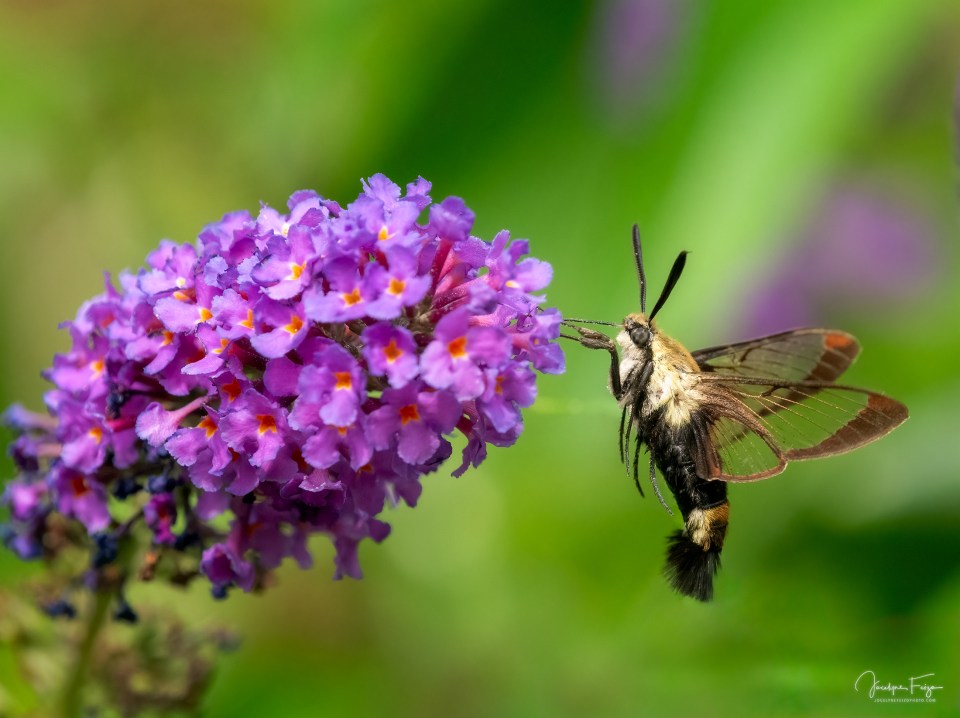 Sphinx du chèvrefeuille