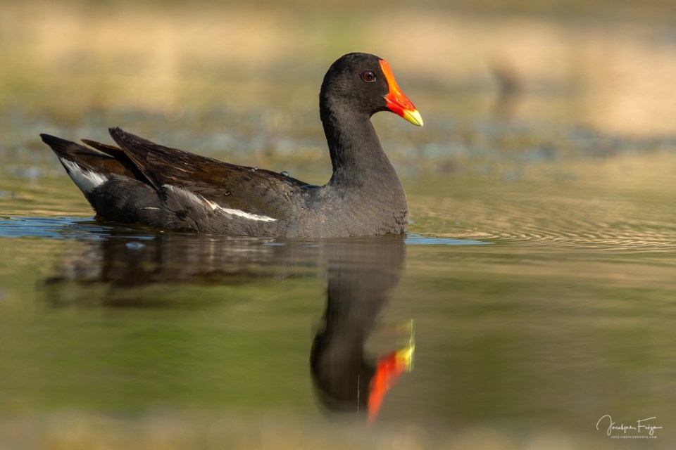Gallinule d'Amérique