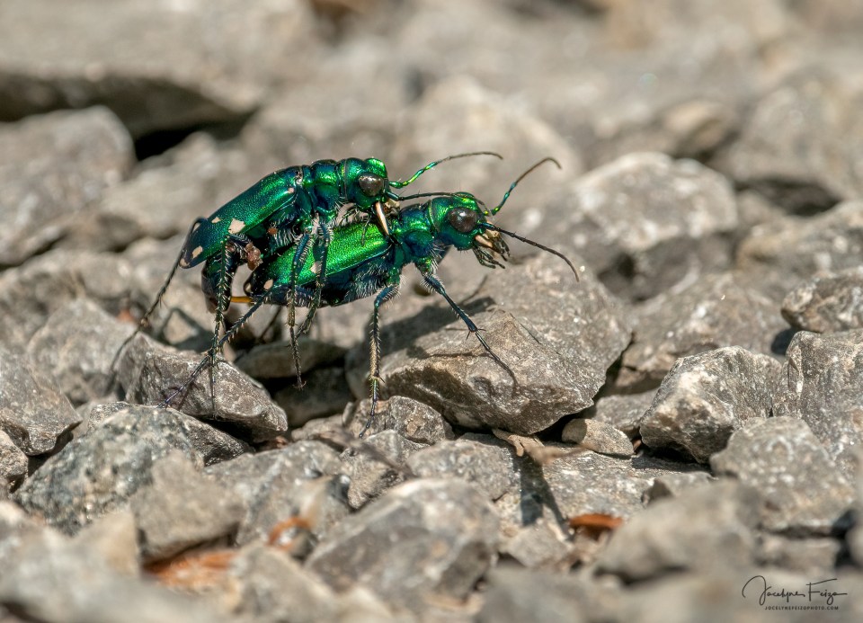 Cicindèle à six points