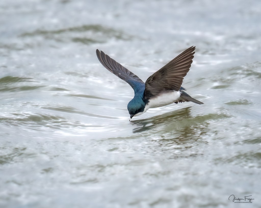 Hirondelle bicolore