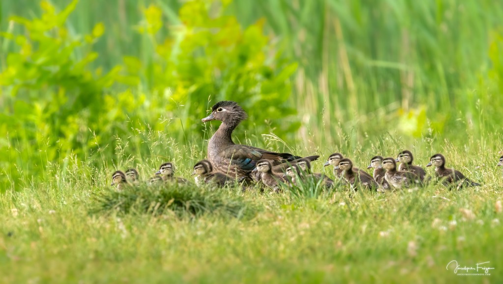 Canard branchu