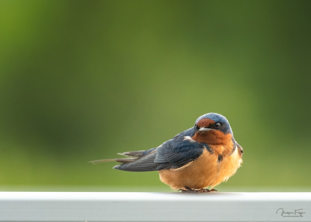 Hirondelle rustique