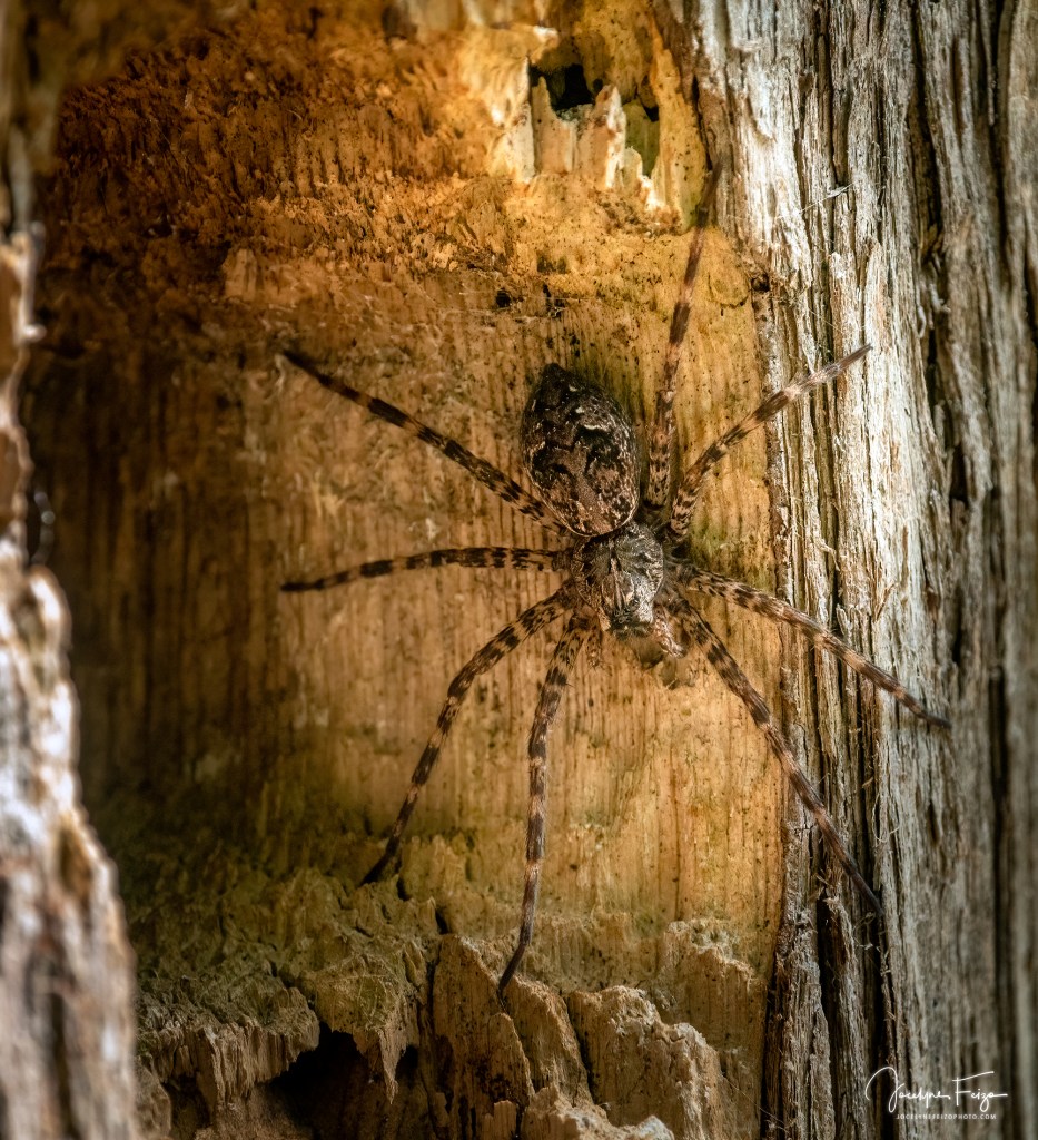 Dolomedes tenebrosus