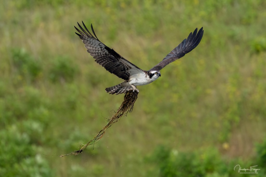 Balbuzard pêcheur
