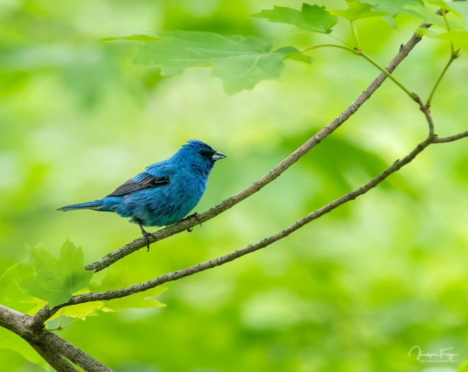 Passerin indigo