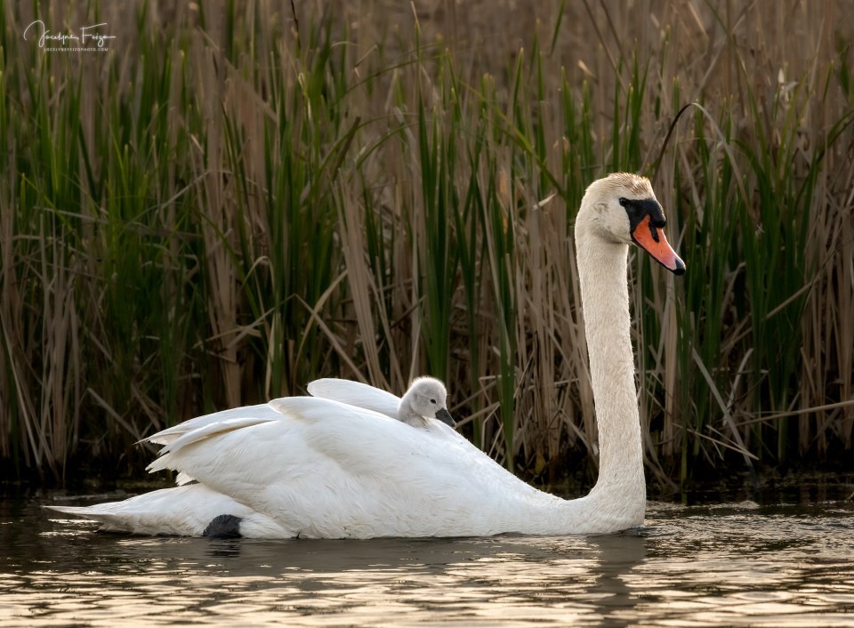 Cygne tuberculé