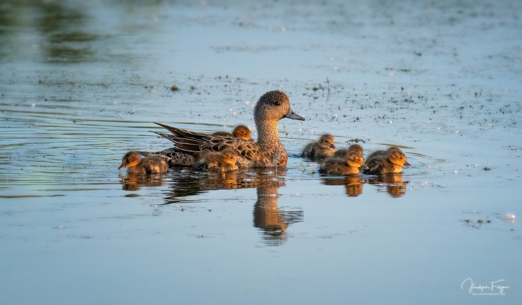 Canard d'Amérique