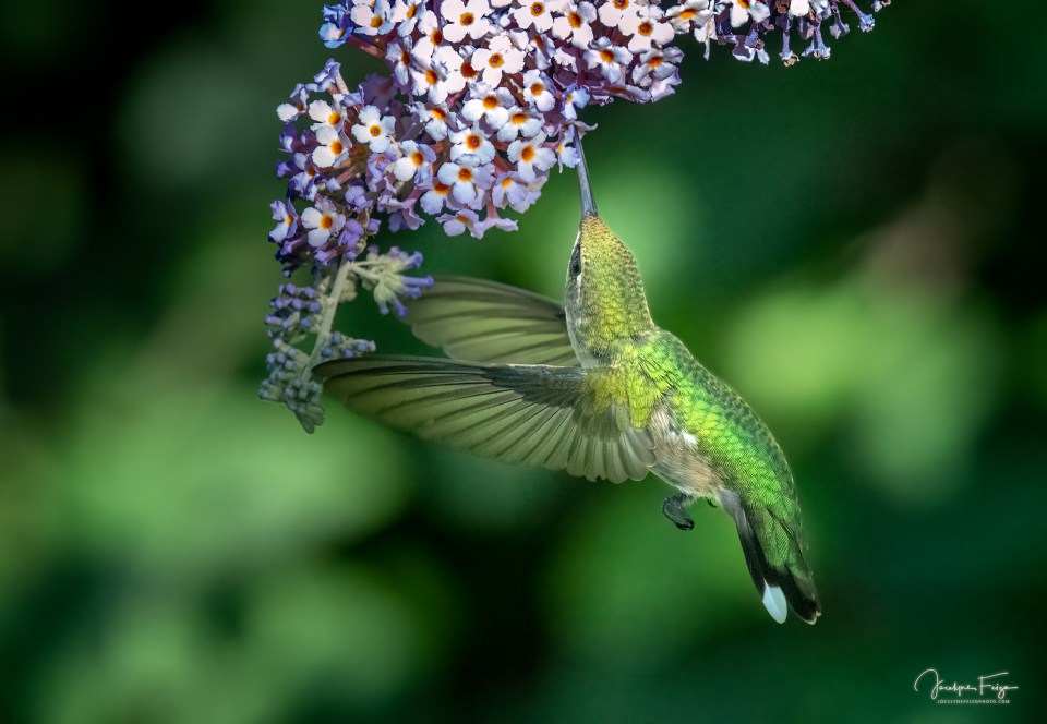 Colibri à gorge rubis
