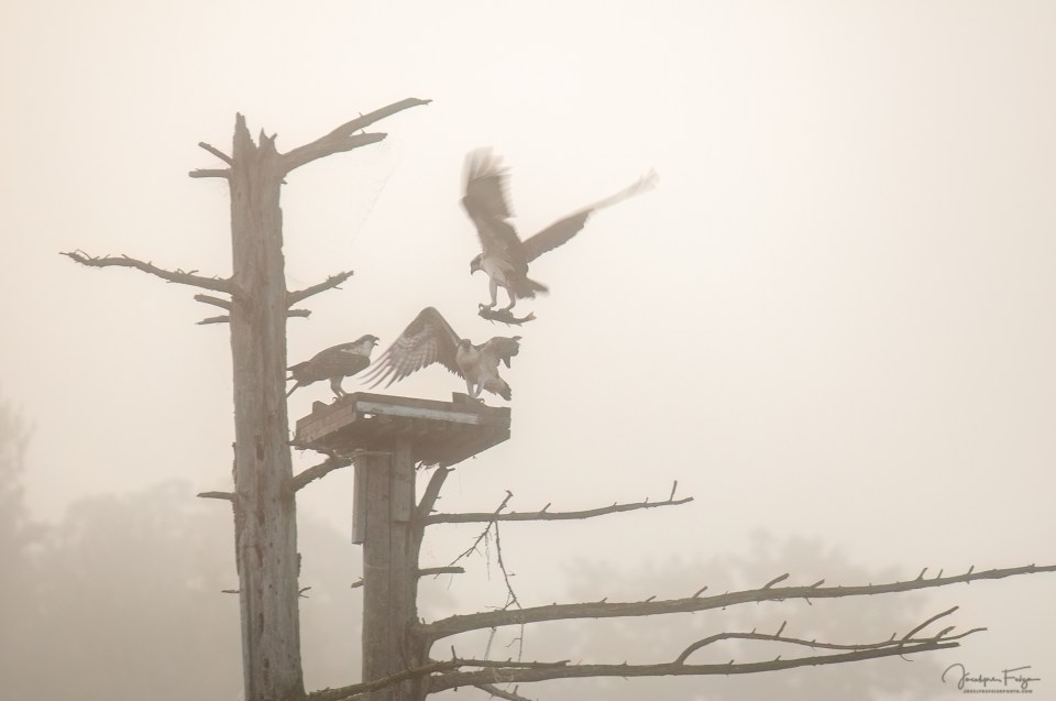 Balbuzards pêcheurs