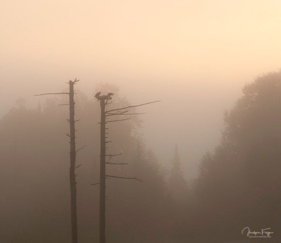 Balbuzards pêcheurs