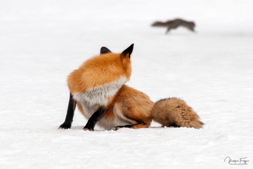 Voir son lunch filer entre ses pattes