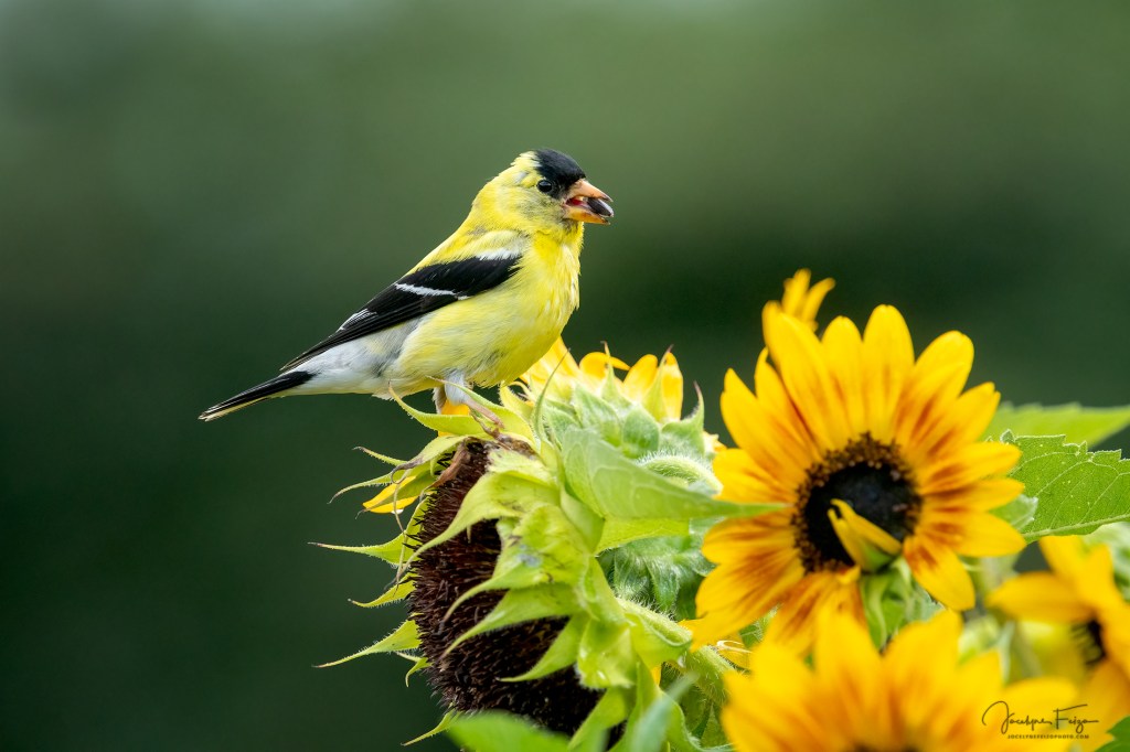 Chardonneret jaune