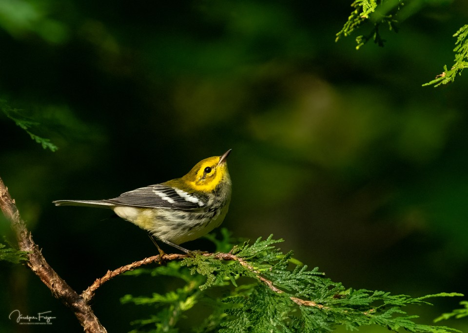 Paruline à gorge noire