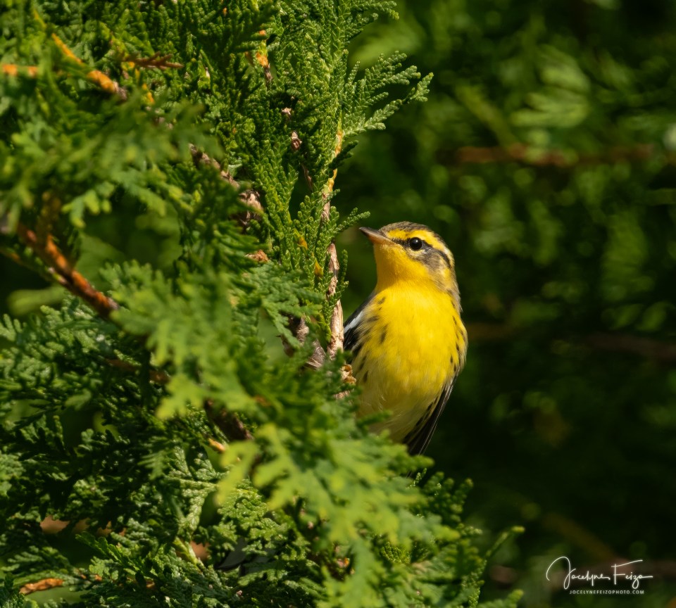Paruline à gorge orangée