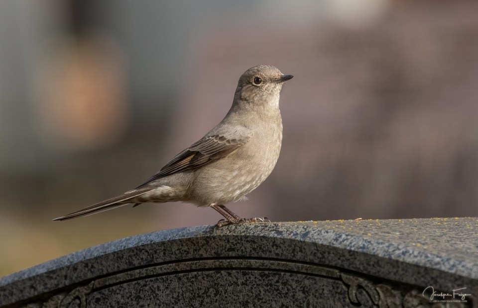 Solitaire de Townsend