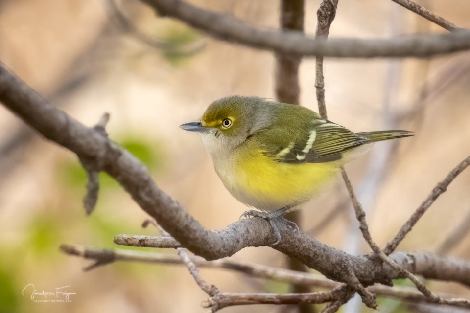 Viréo aux yeux blancs