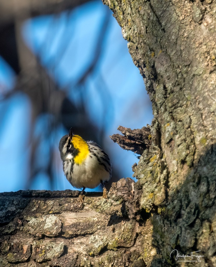 Paruline à gorge jaune