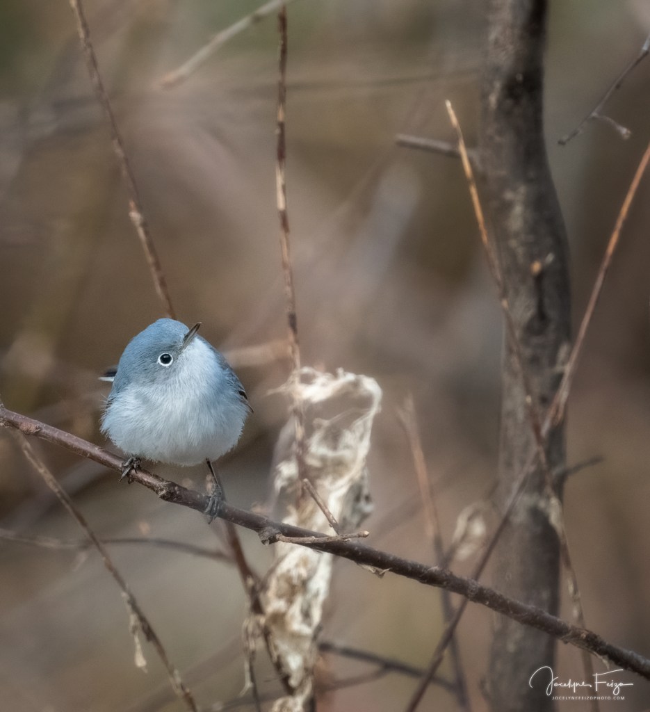 Gobemoucheron gris-bleu