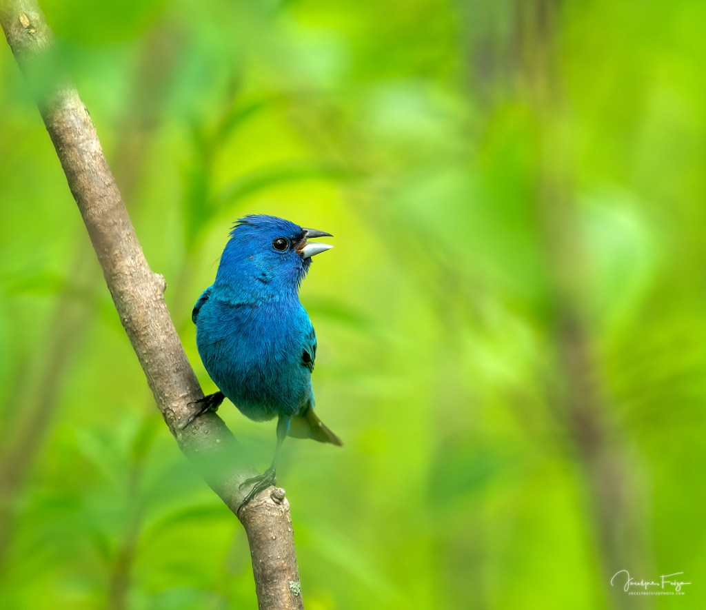 Passerin indigo