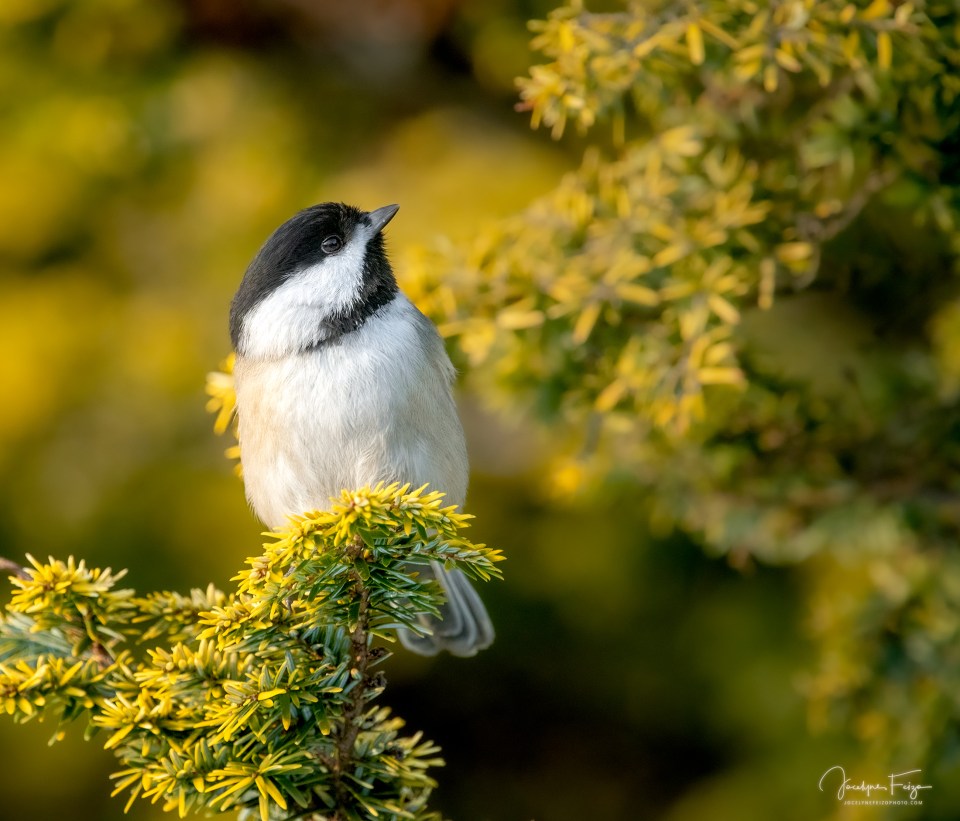 Mésange à tête noire