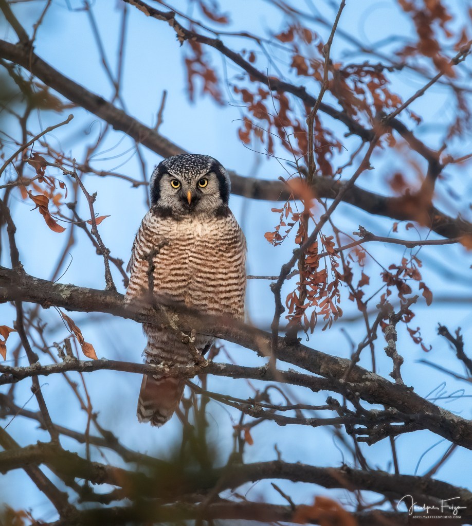 Chouette épervière