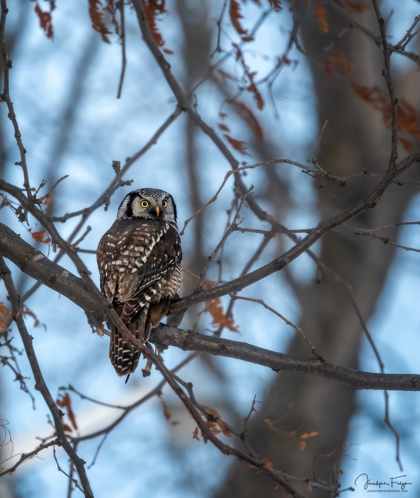 Chouette épervière