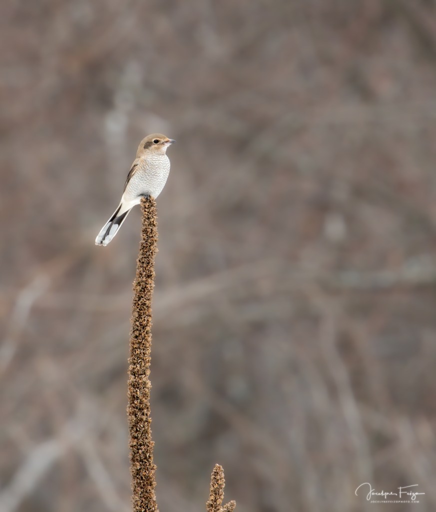 Pie-grièche boréale