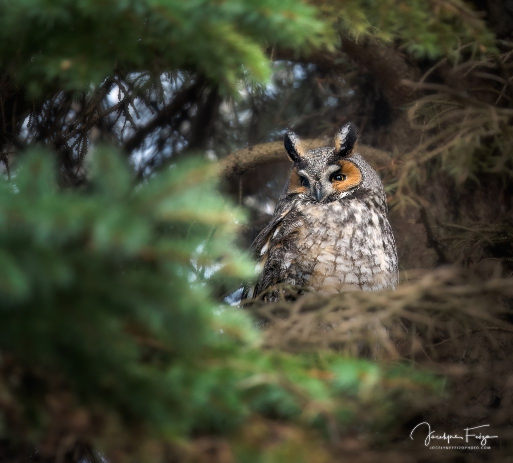 Hibou moyen-duc