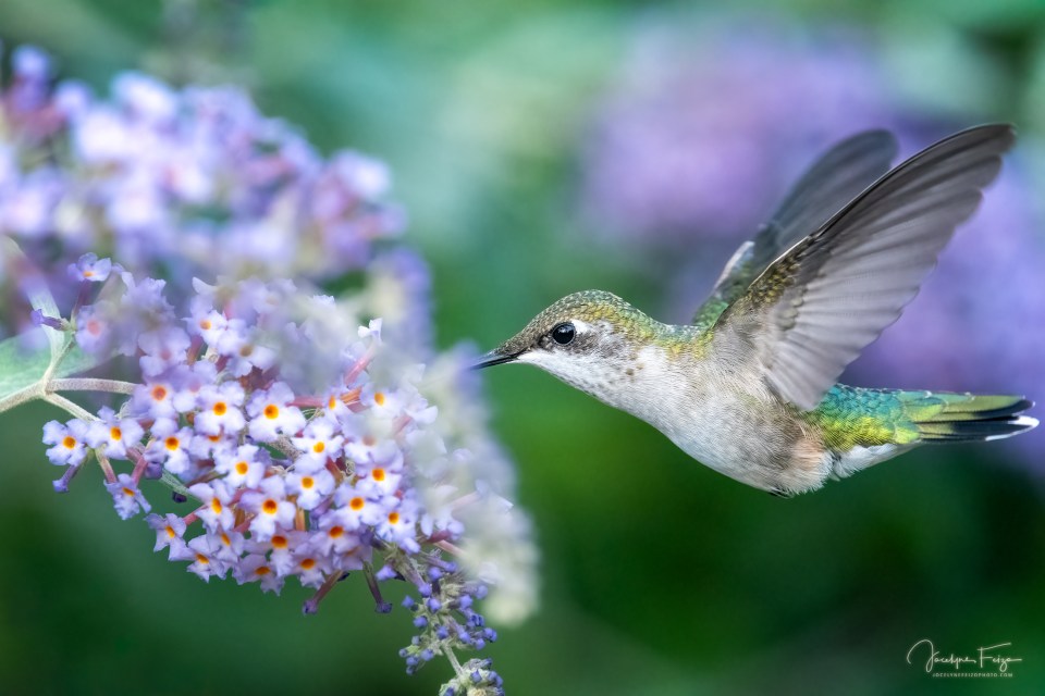 Colibri à gorge rubis