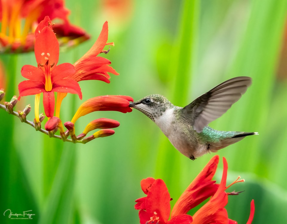 Colibri à gorge rubis