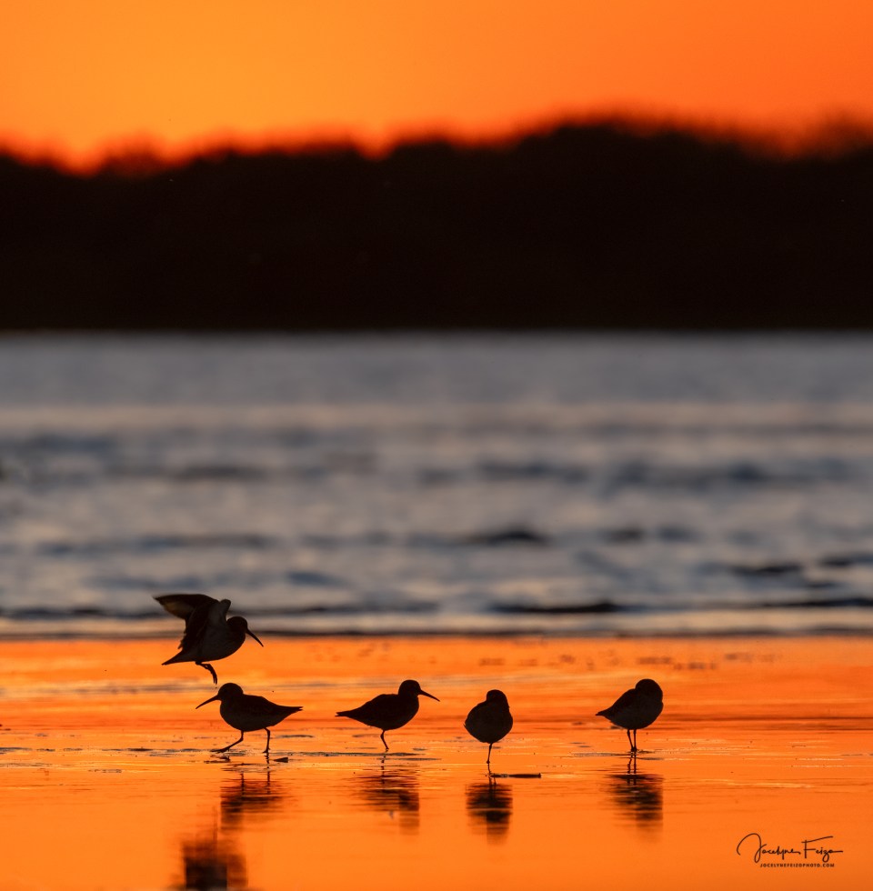 Limicoles en feu