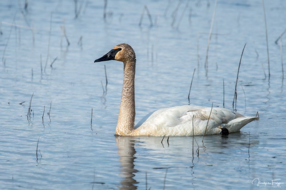 Cygne trompette