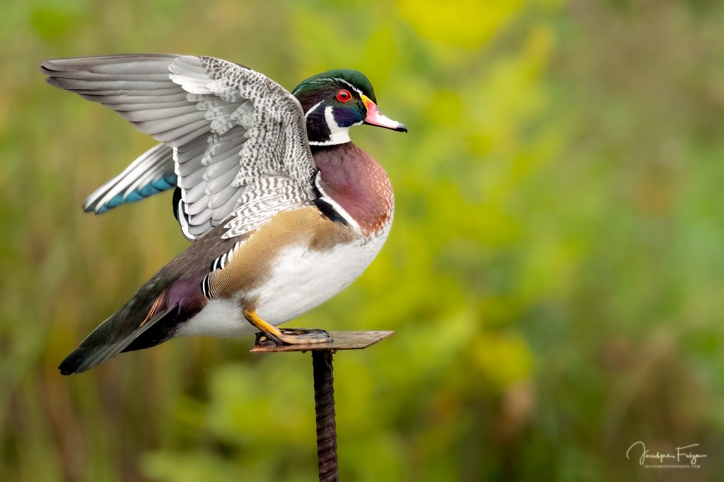 Canard branchu